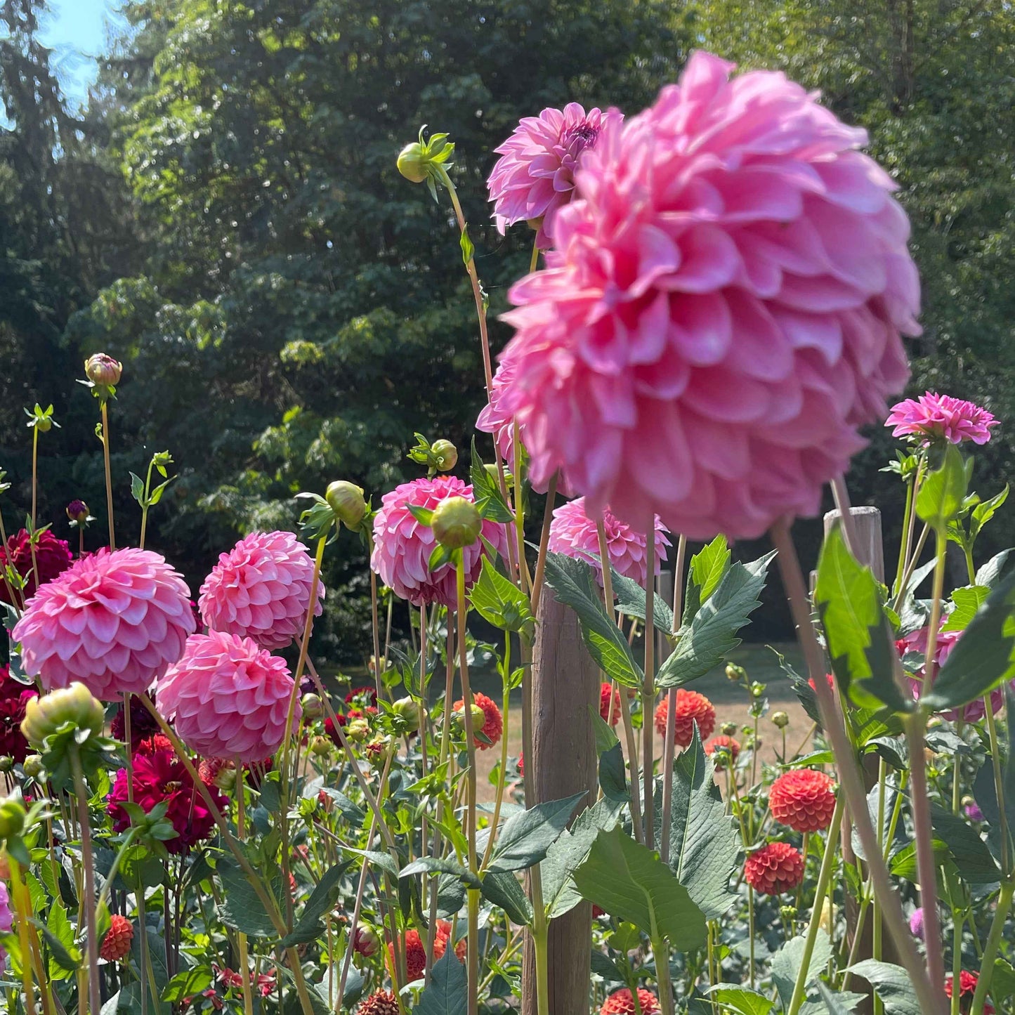 Seeds: Dahlia Solos - River's Bubble Gum