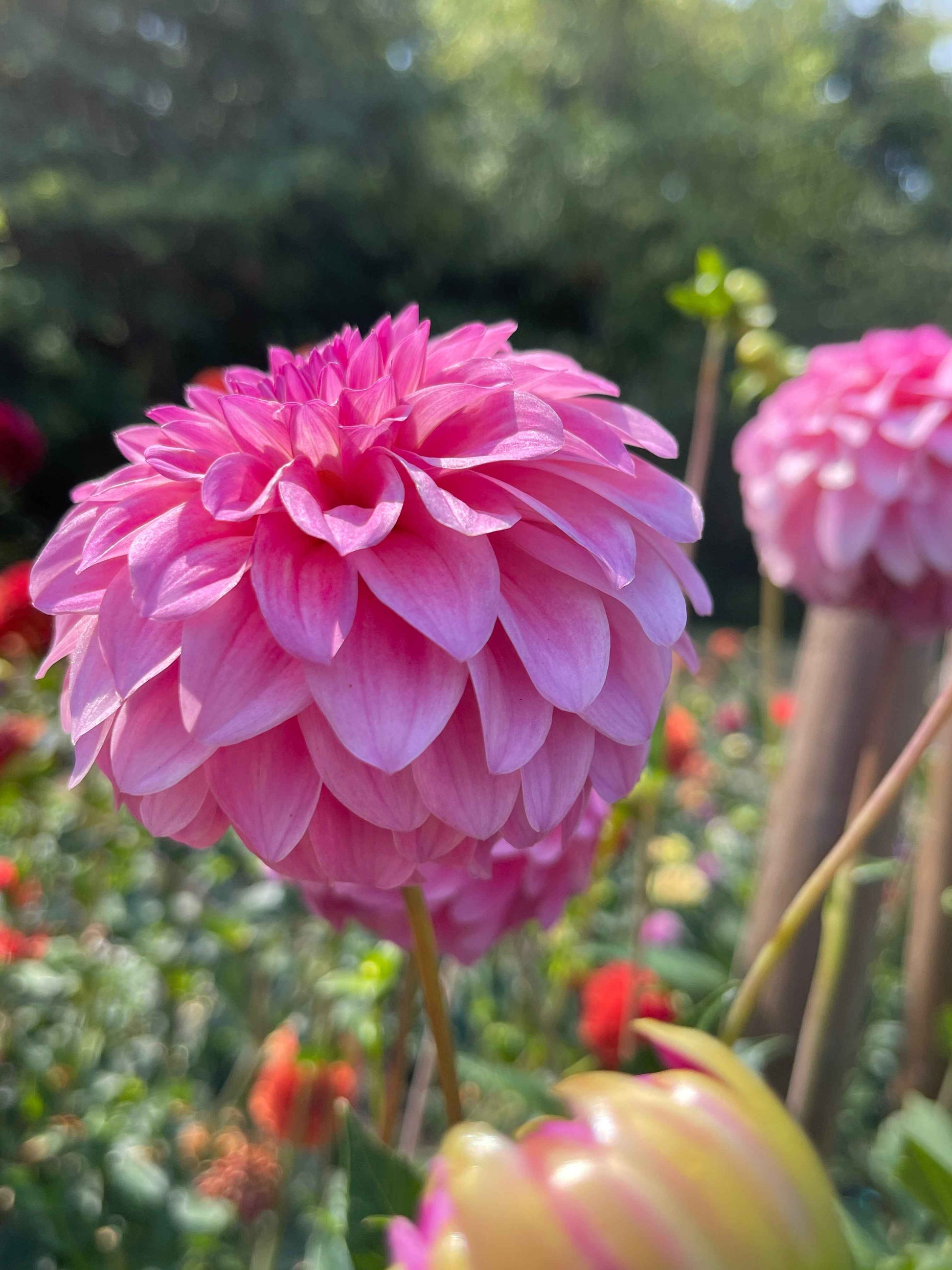 Seeds: Dahlia Solos - River's Bubble Gum