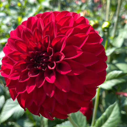 Seeds: Dahlia Solos - River's Cherry Bomb