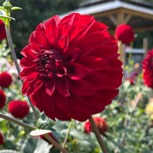 Seeds: Dahlia Mix - River's