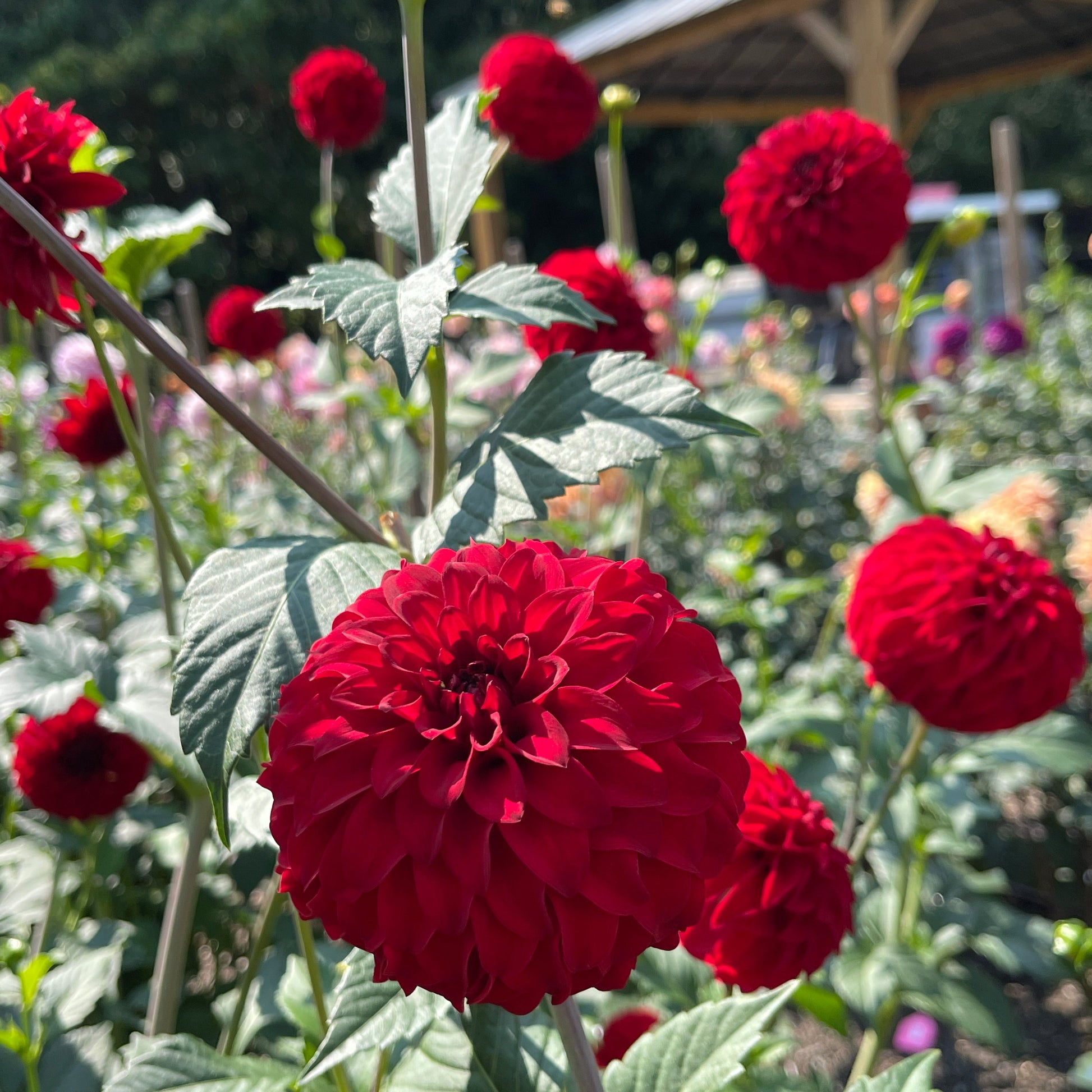 Dahlia Tuber: River's Cherry Bomb - Sugar Moon Gardens