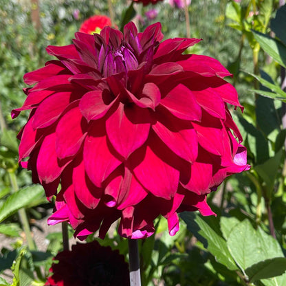 Dahlia Tuber: River's Cleopatra - Sugar Moon Gardens