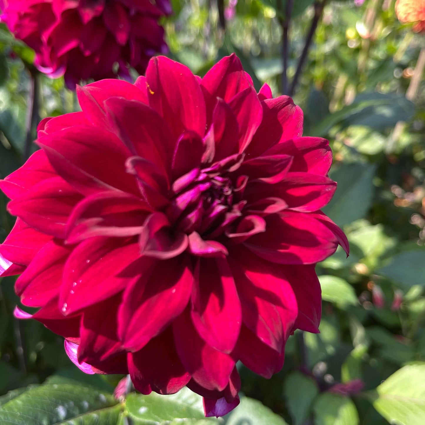 Dahlia Tuber: River's Cleopatra - Sugar Moon Gardens