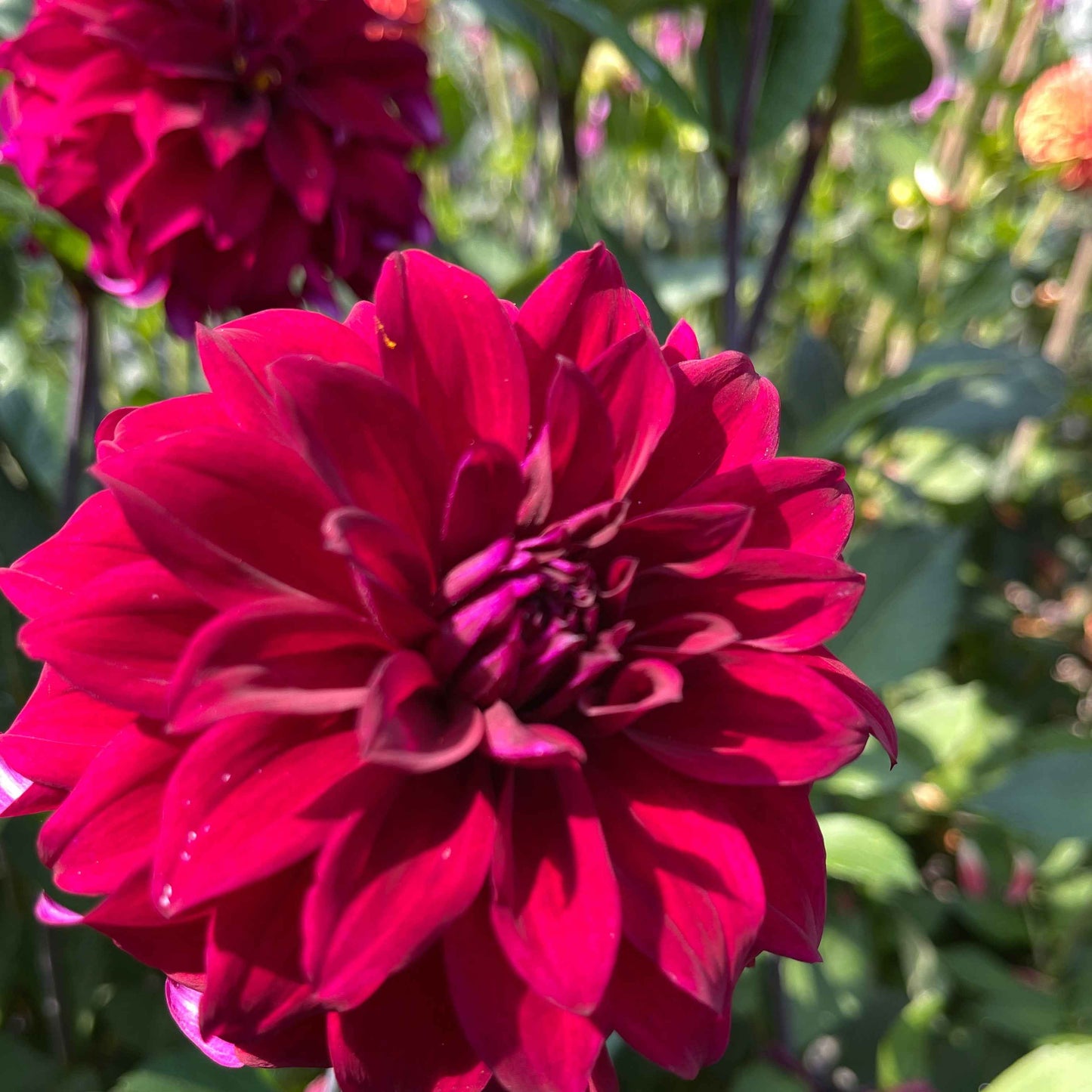 Seeds: Dahlia Solos - River's Cleopatra