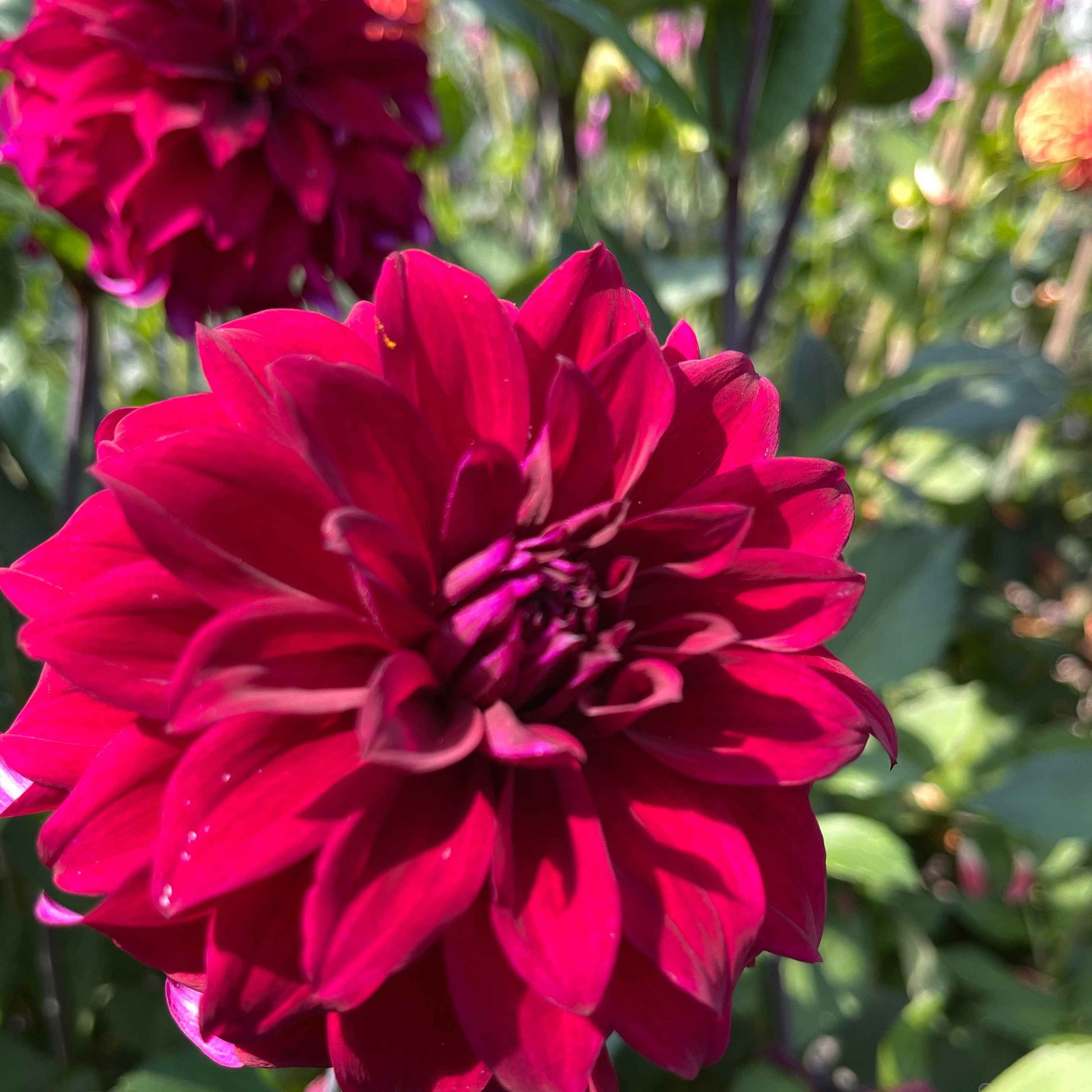Seeds: Dahlia Solos - River's Cleopatra