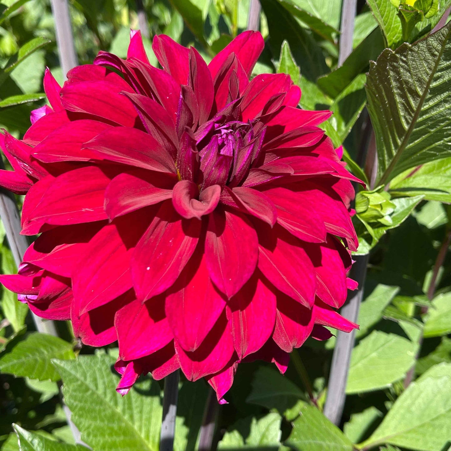 Seeds: Dahlia Mix - River's