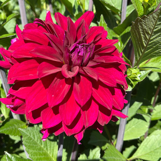 Seeds: Dahlia Mix - River's