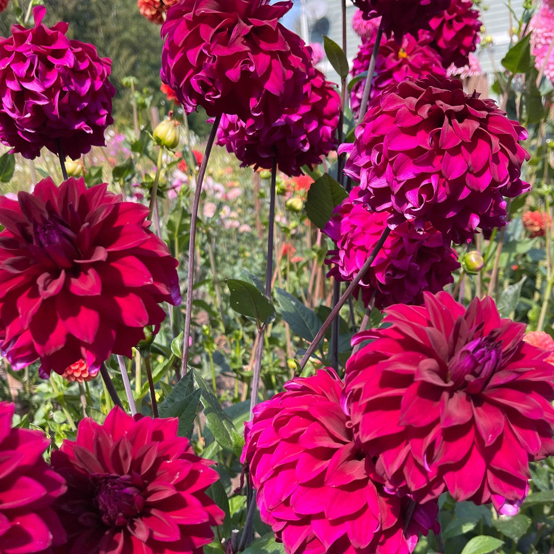Dahlia Tuber: River's Cleopatra - Sugar Moon Gardens