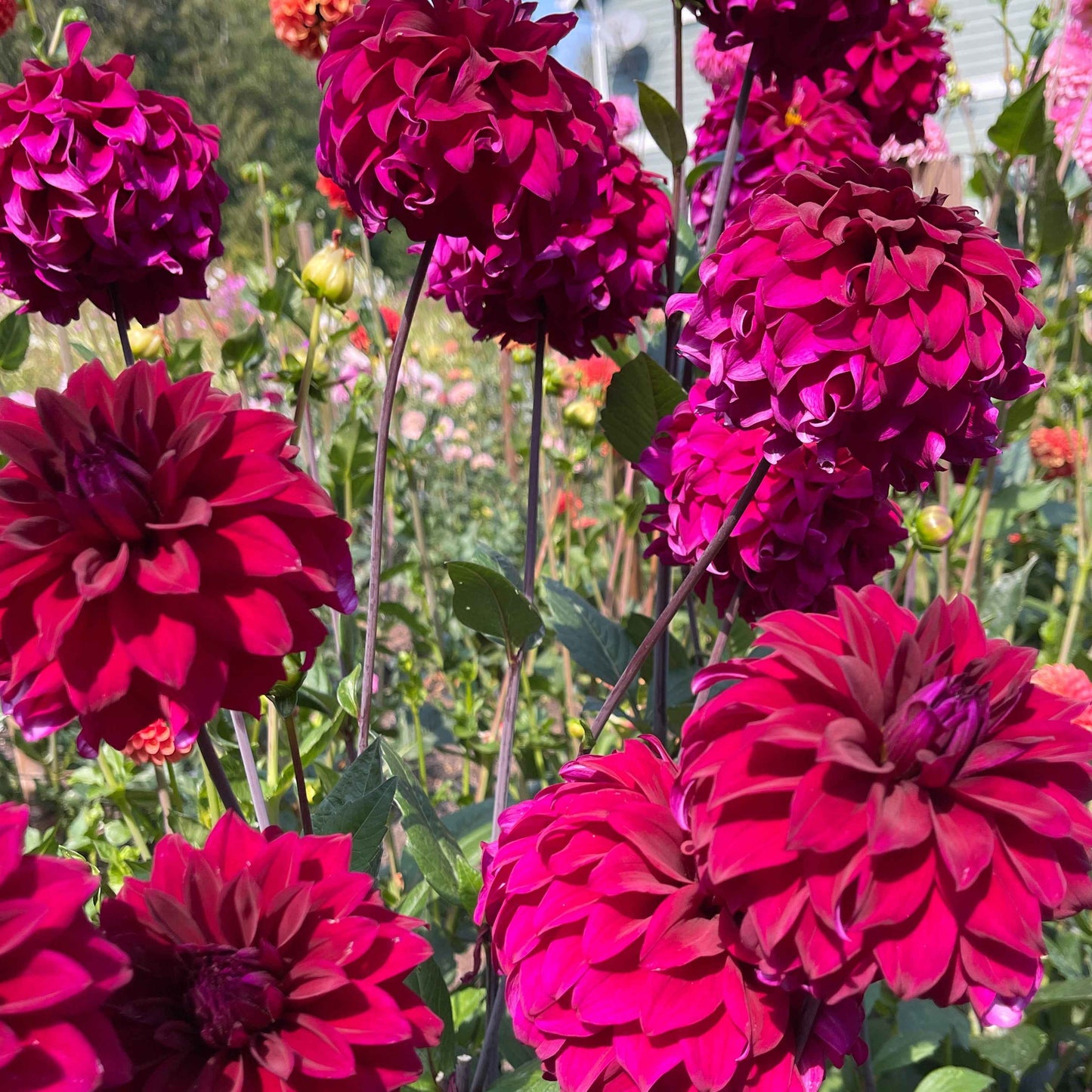 Seeds: Dahlia Solos - River's Cleopatra