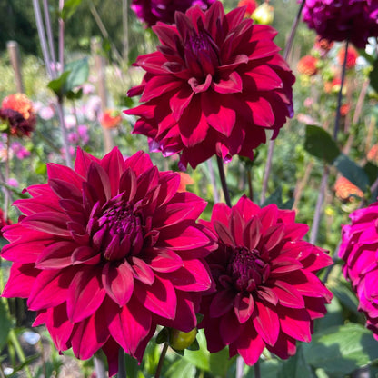 Dahlia Tuber: River's Cleopatra - Sugar Moon Gardens