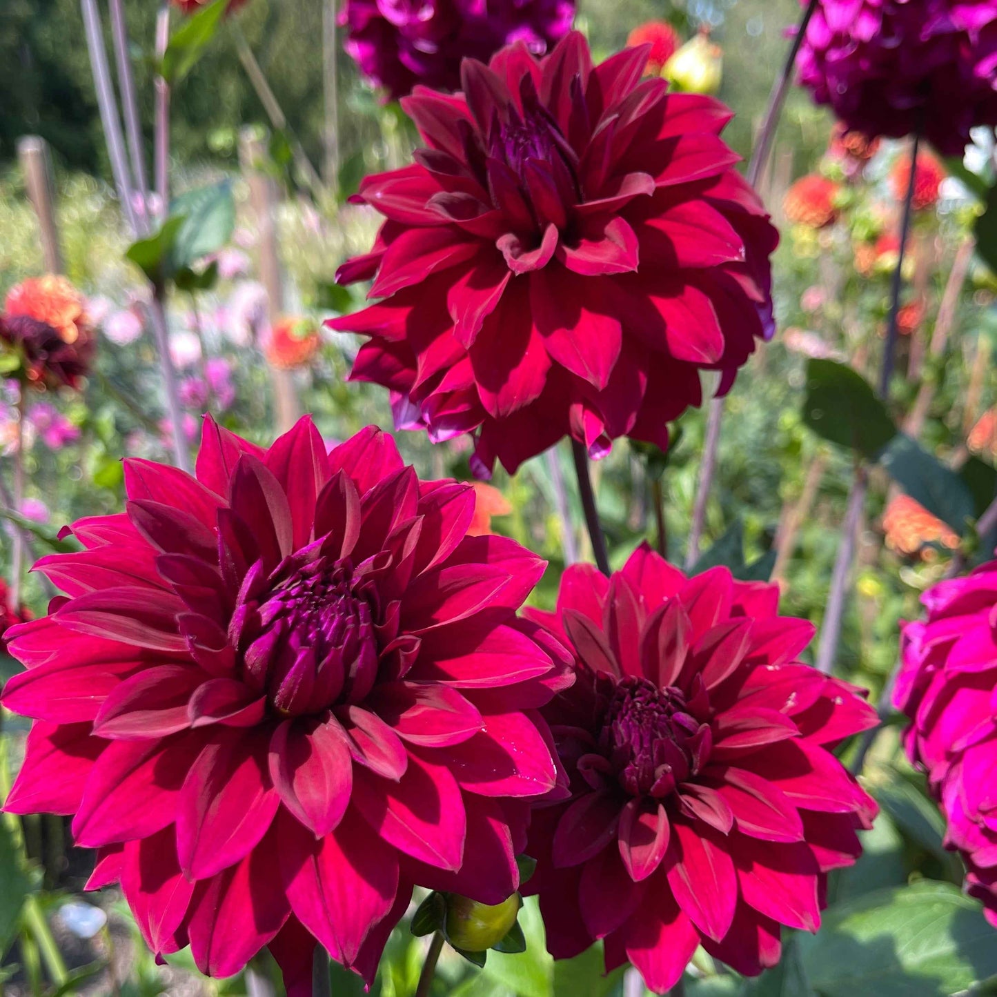 Seeds: Dahlia Solos - River's Cleopatra