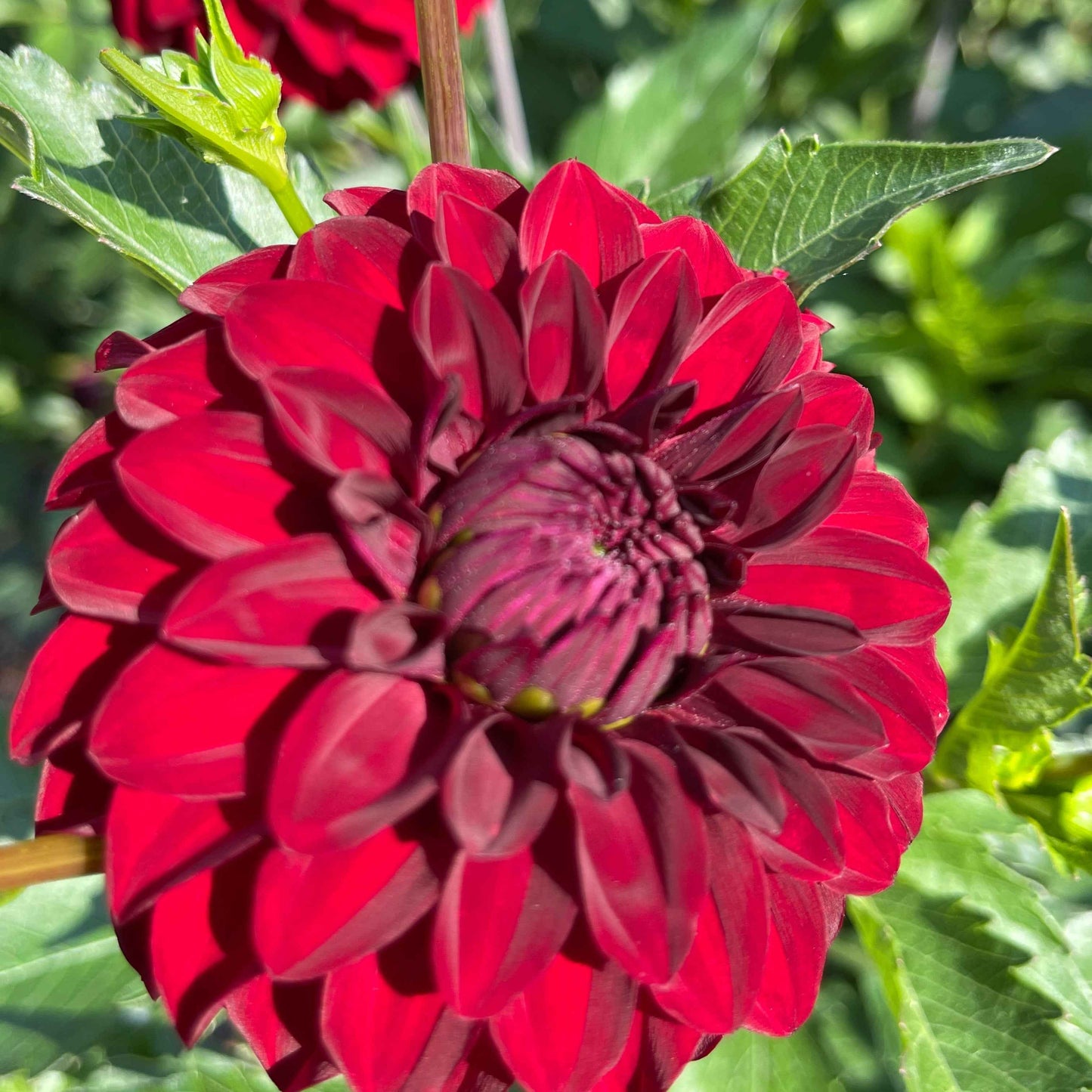 Dahlia Tuber: River's Ruby - Sugar Moon Gardens