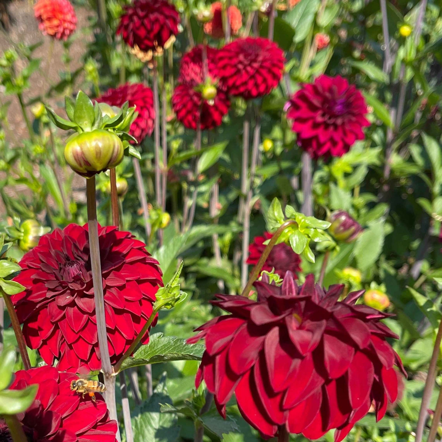 Dahlia Tuber: River's Ruby - Sugar Moon Gardens