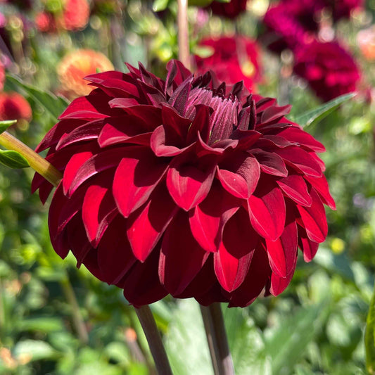 Dahlia Tuber: River's Ruby - Sugar Moon Gardens