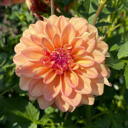 Seeds: Dahlia Solos - Robann Butterscotch