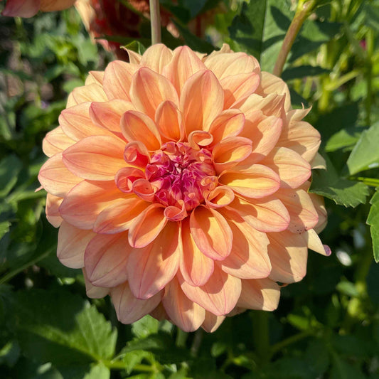 Seeds: Dahlia Solos - Robann Butterscotch