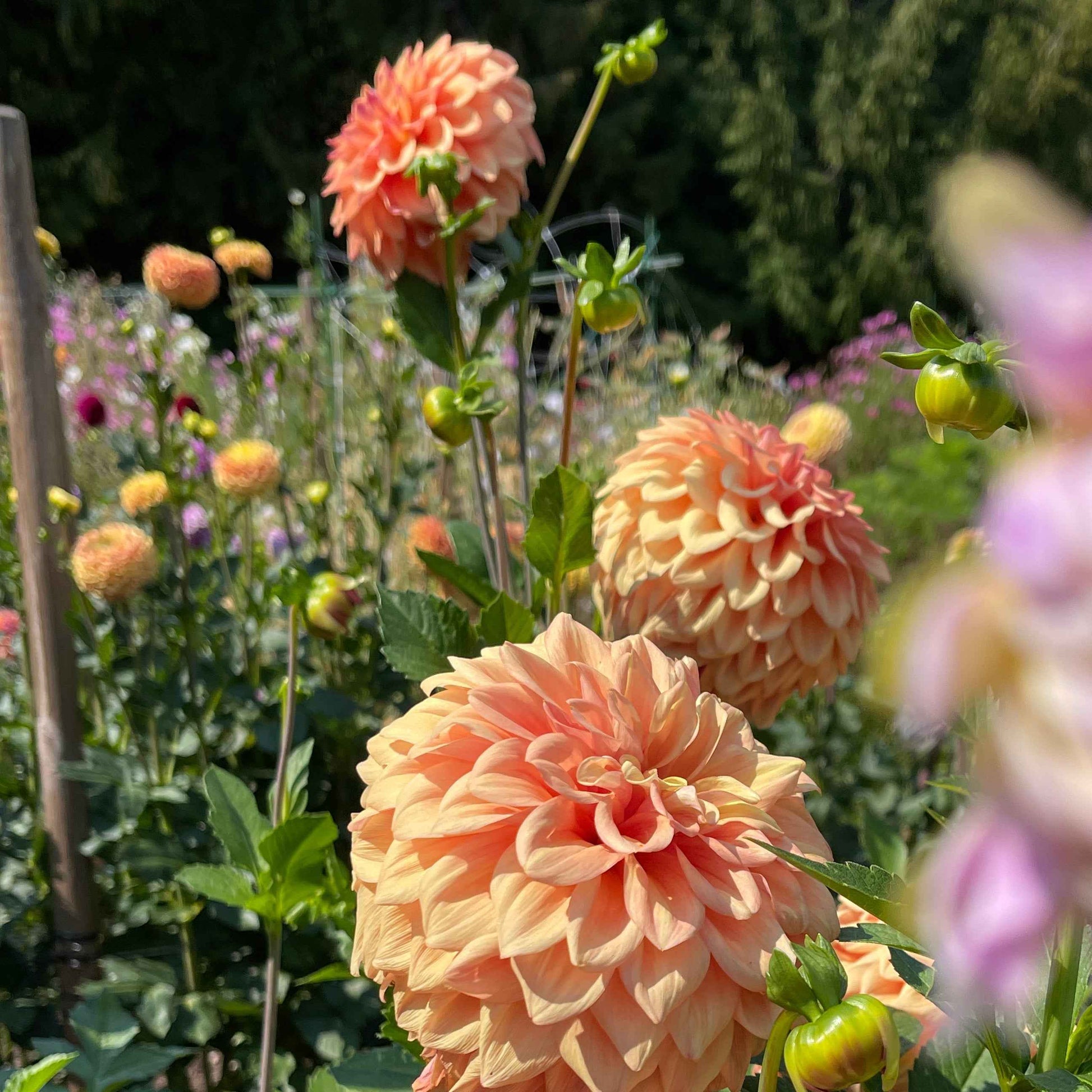 Seeds: Dahlia Solos - Robann Butterscotch