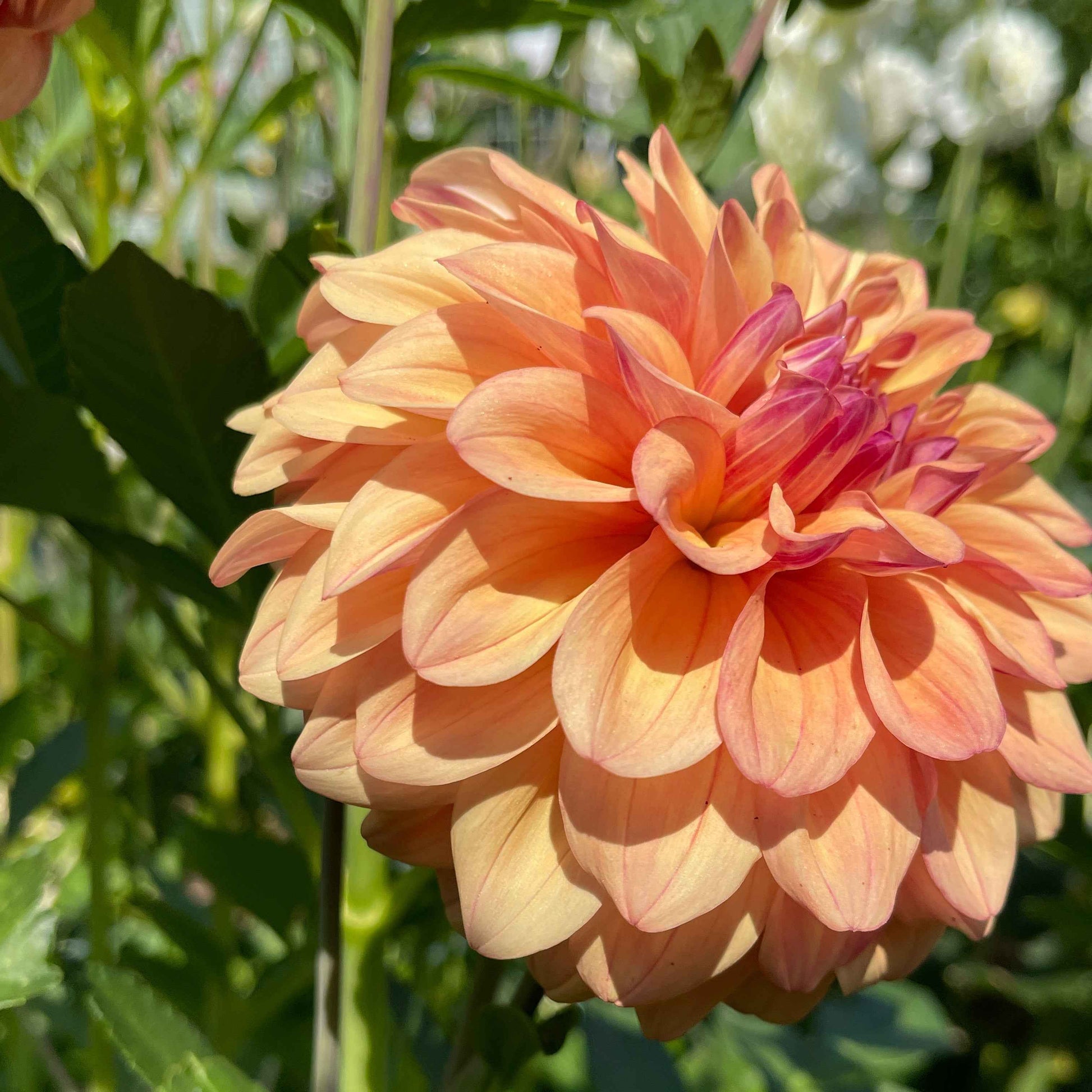 Seeds: Dahlia Solos - Robann Butterscotch