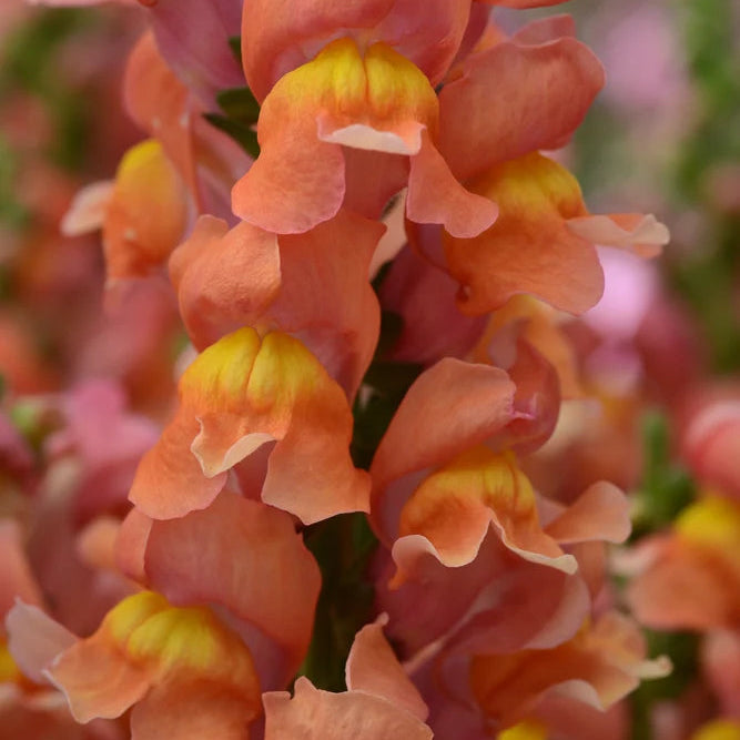 Rocket Bronze Snapdragon - Sugar Moon Gardens