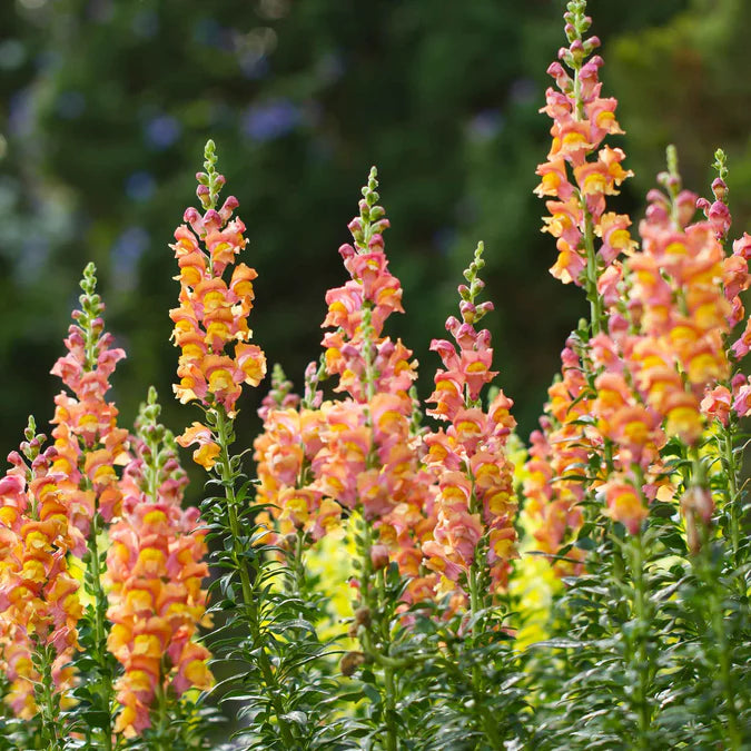 Rocket Bronze Snapdragon - Sugar Moon Gardens