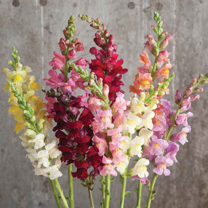 Flower Plant:‎ Snapdragon 6-pack
