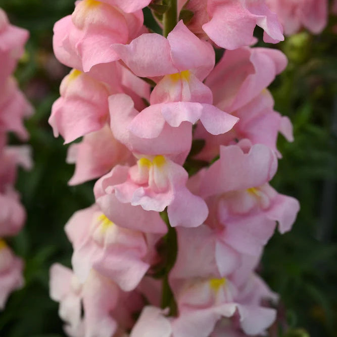 Rocket Pink Snapdragon - Sugar Moon Gardens
