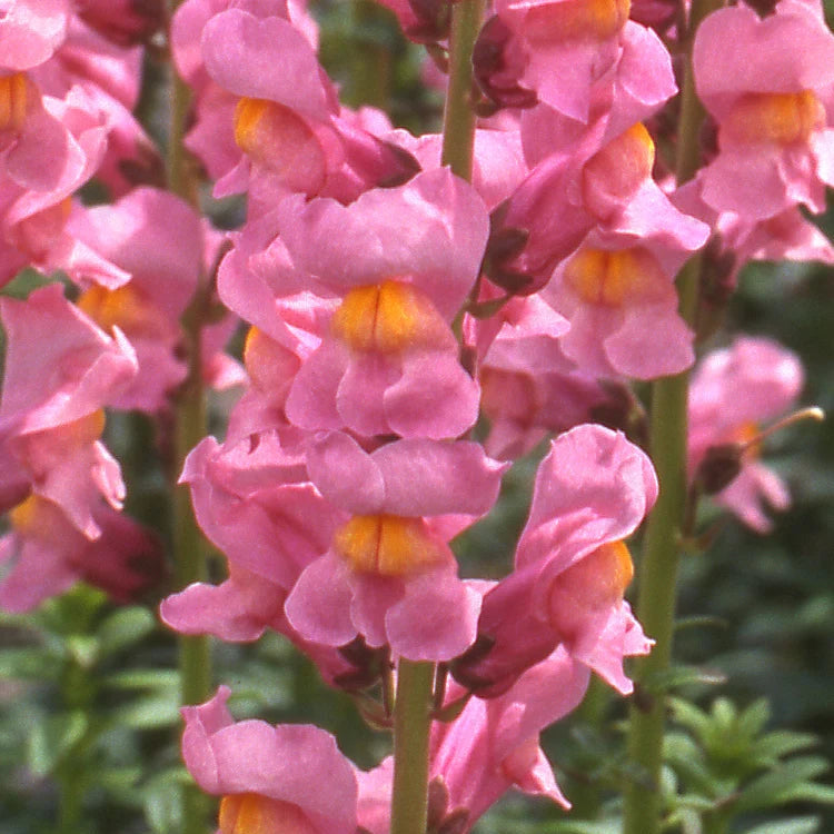 Rocket Rose Shades Snapdragon - Sugar Moon Gardens