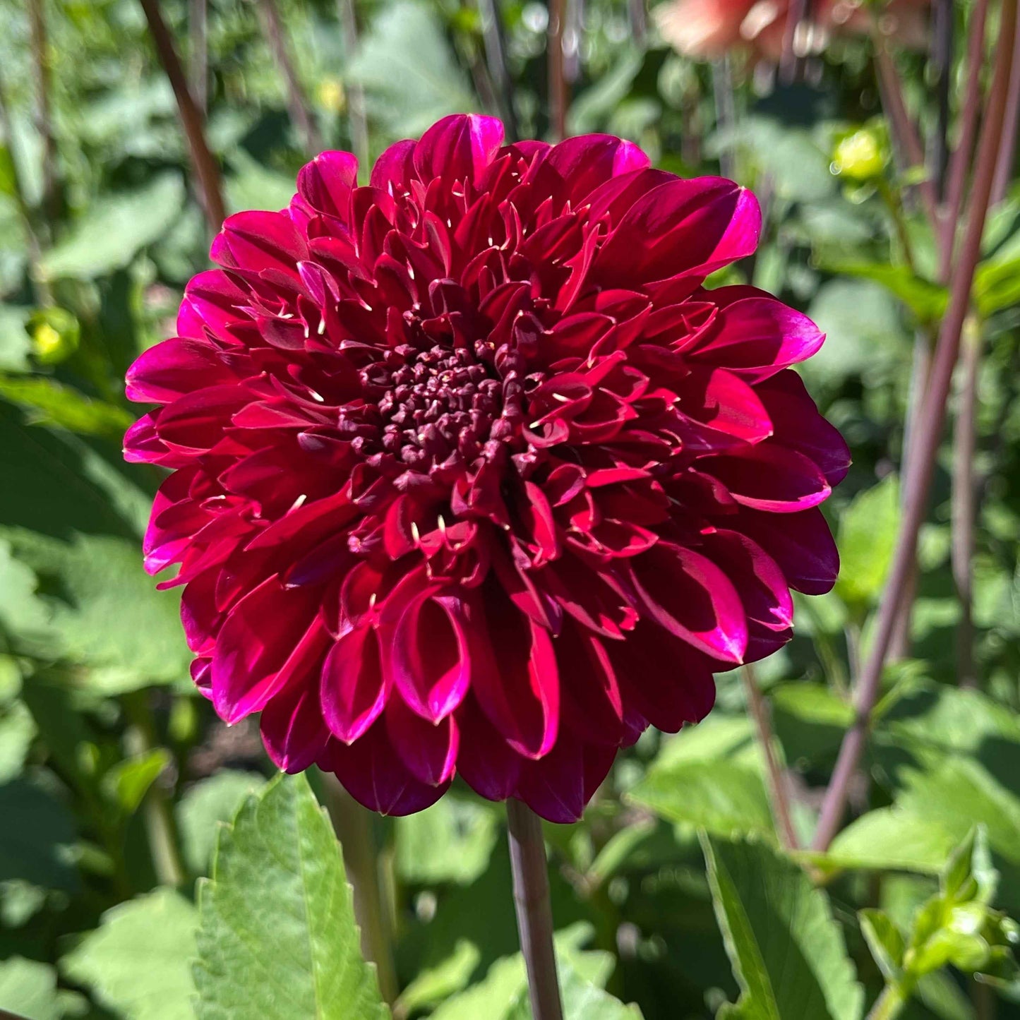 Dahlia Tuber:‎ Rockstar