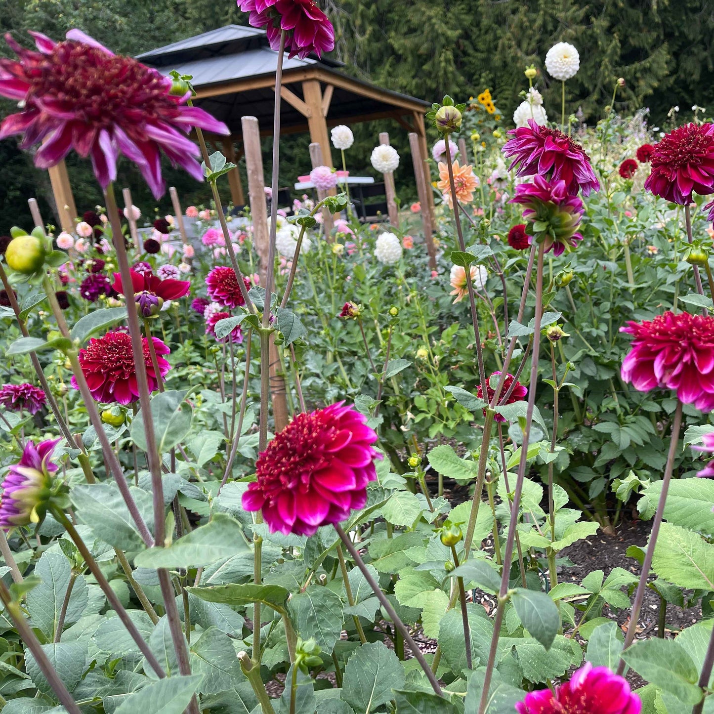 Dahlia Tuber:‎ Rockstar