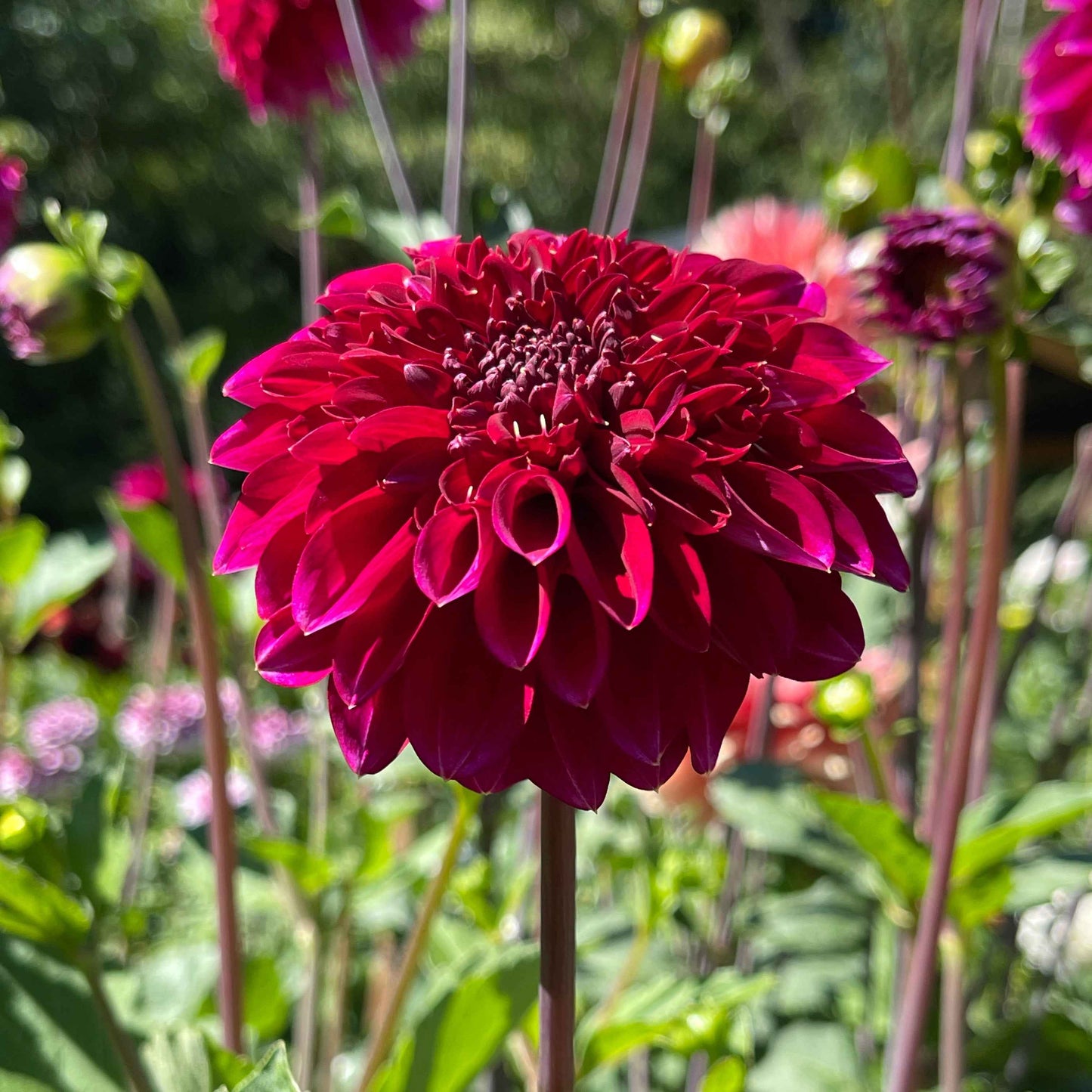 Dahlia Tuber:‎ Rockstar