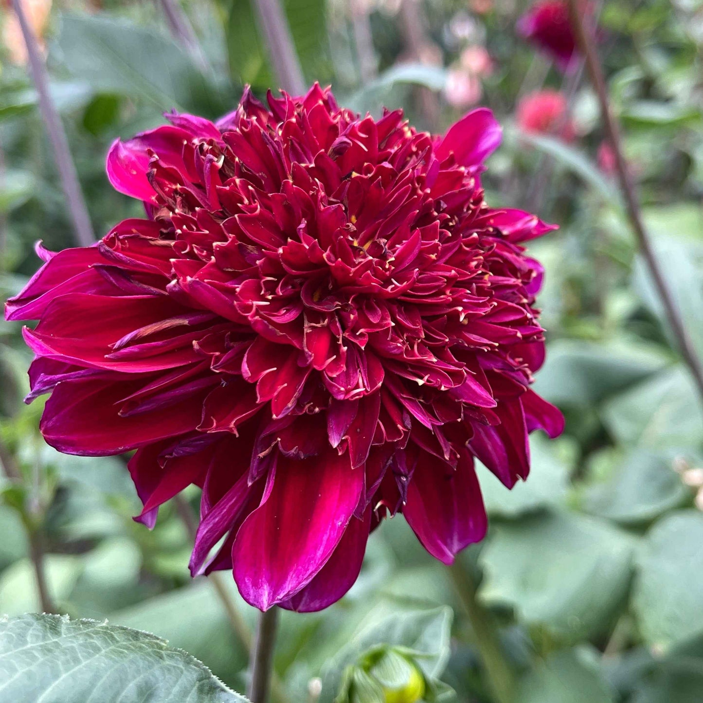 Dahlia Tuber:‎ Rockstar