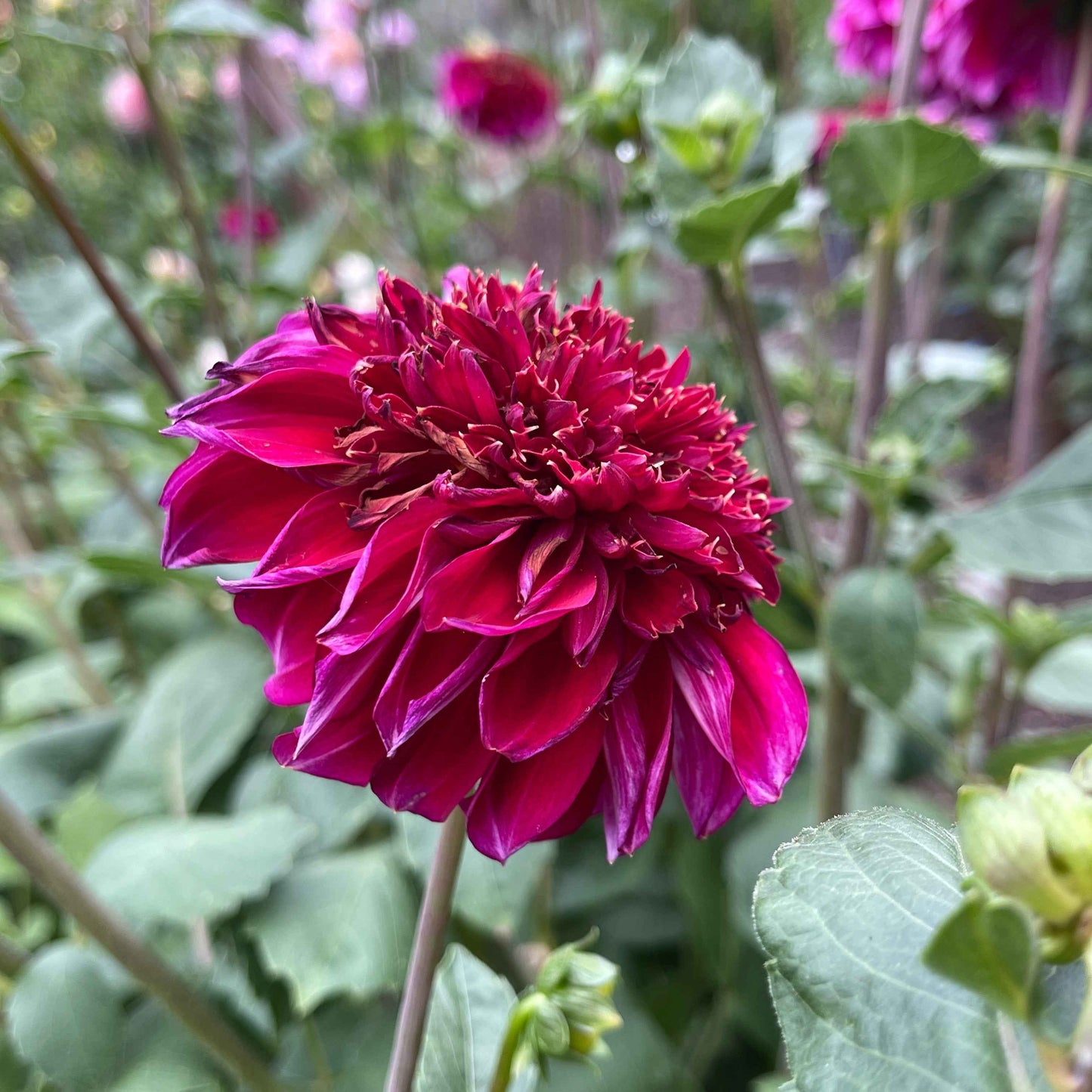 Dahlia Tuber:‎ Rockstar
