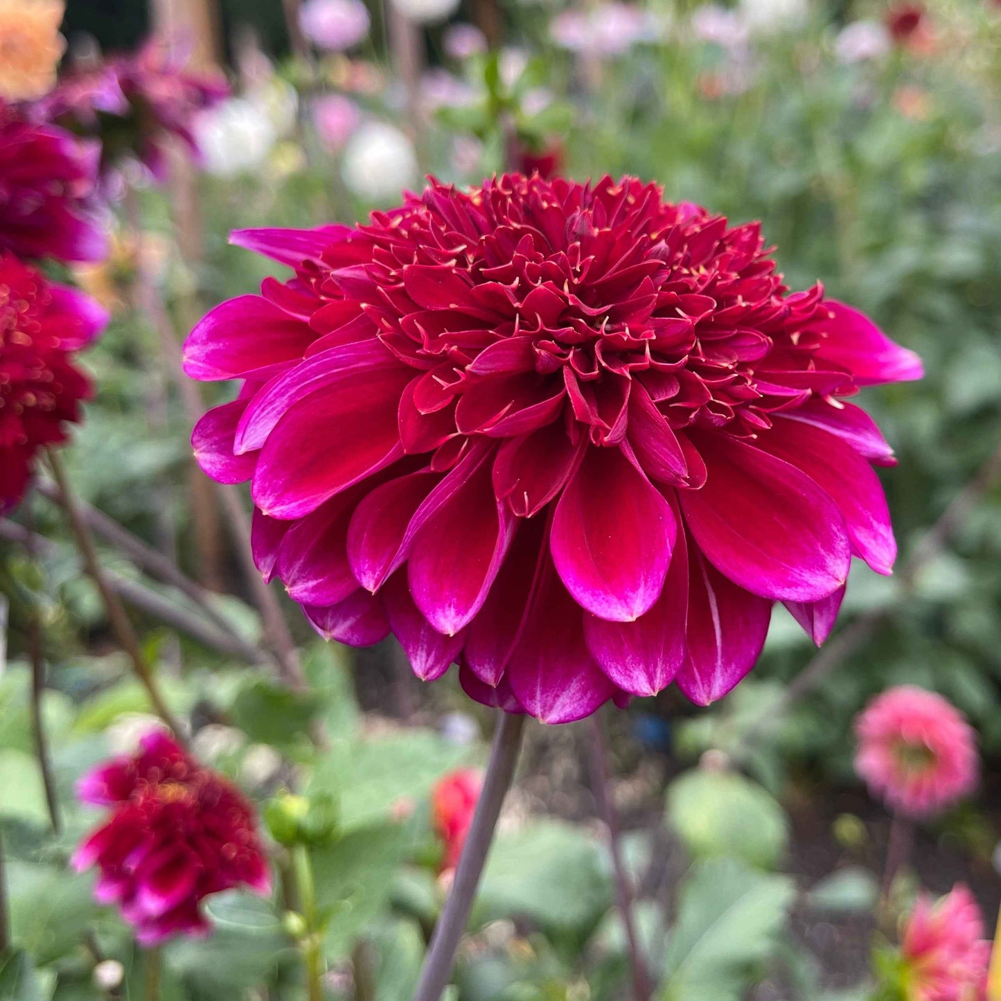 Dahlia Tuber:‎ Rockstar