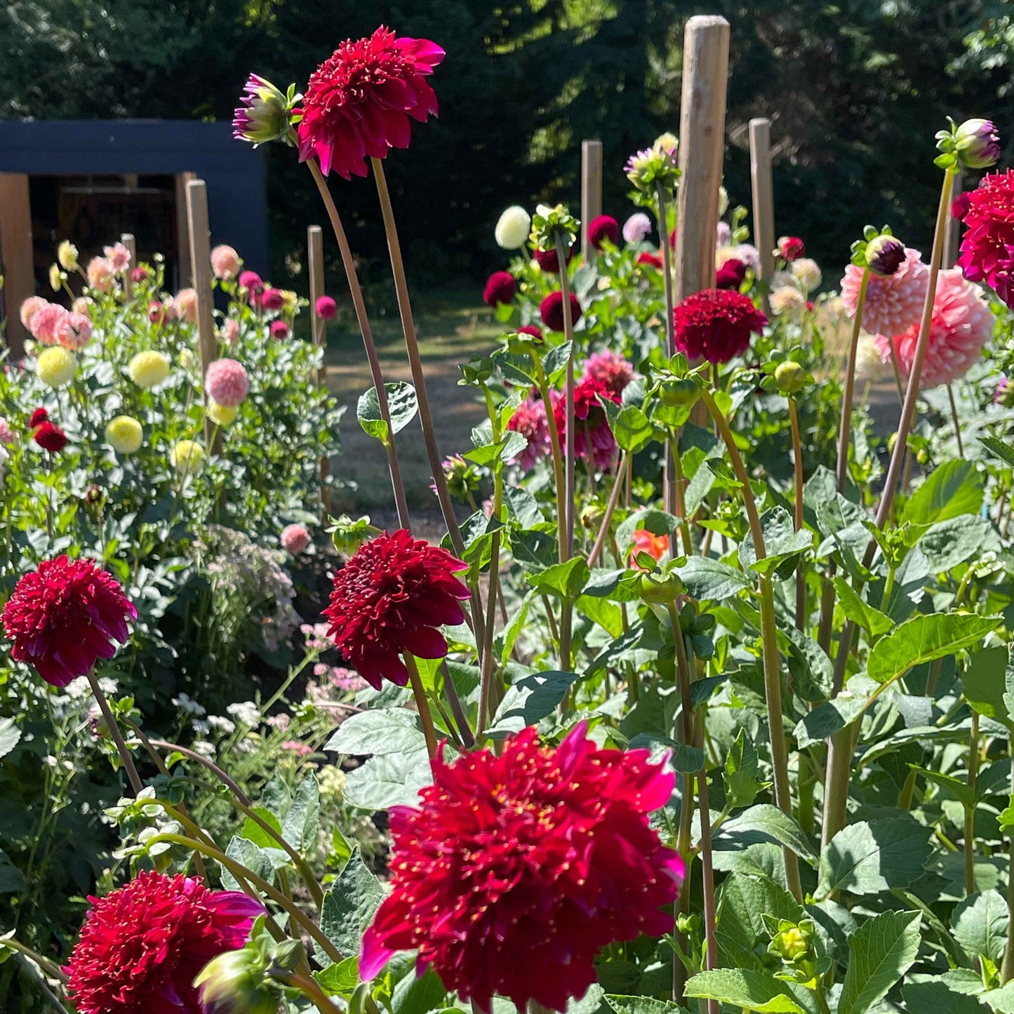 Dahlia Tuber:‎ Rockstar