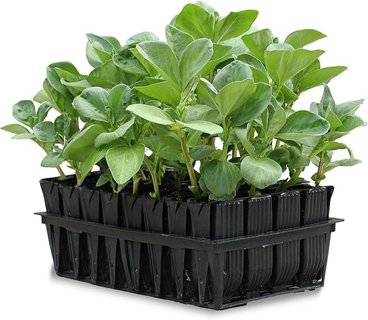Root Trainers