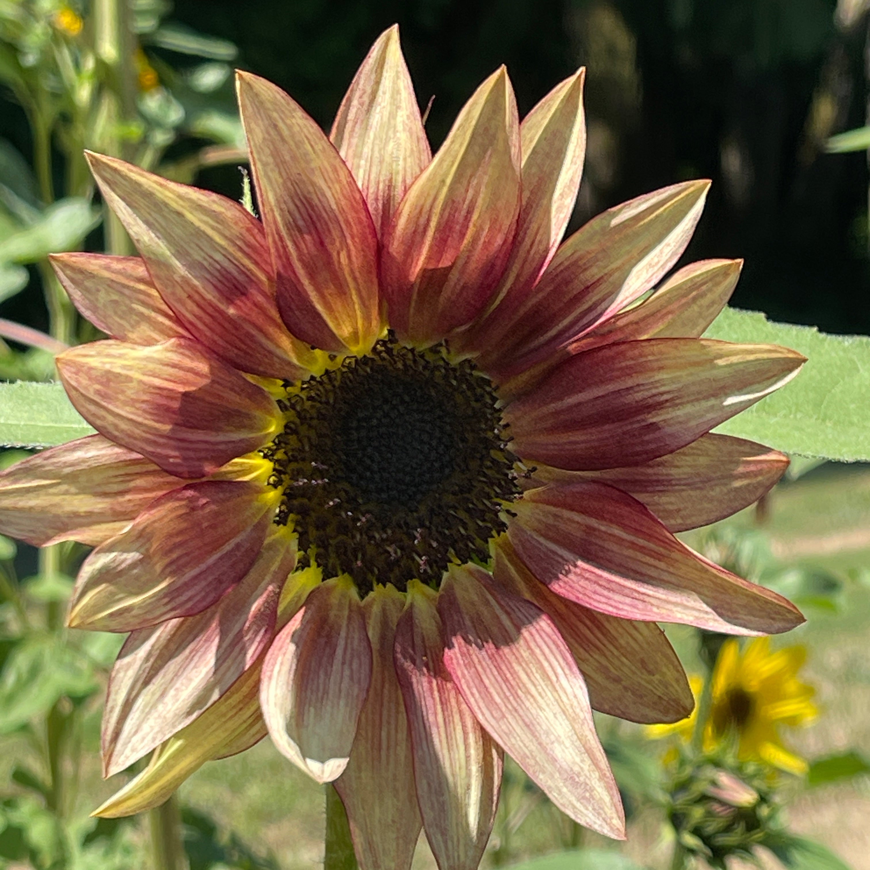 Seeds: Sunflower - Ruby Eclipse – Sugar Moon Gardens