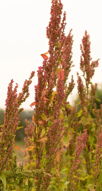 Seeds:‎ Orach - Ruby Gold - Sugar Moon Gardens