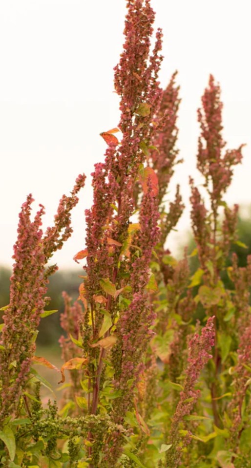 Seeds:‎ Orach - Ruby Gold - Sugar Moon Gardens
