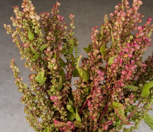 Seeds:‎ Orach - Ruby Gold - Sugar Moon Gardens