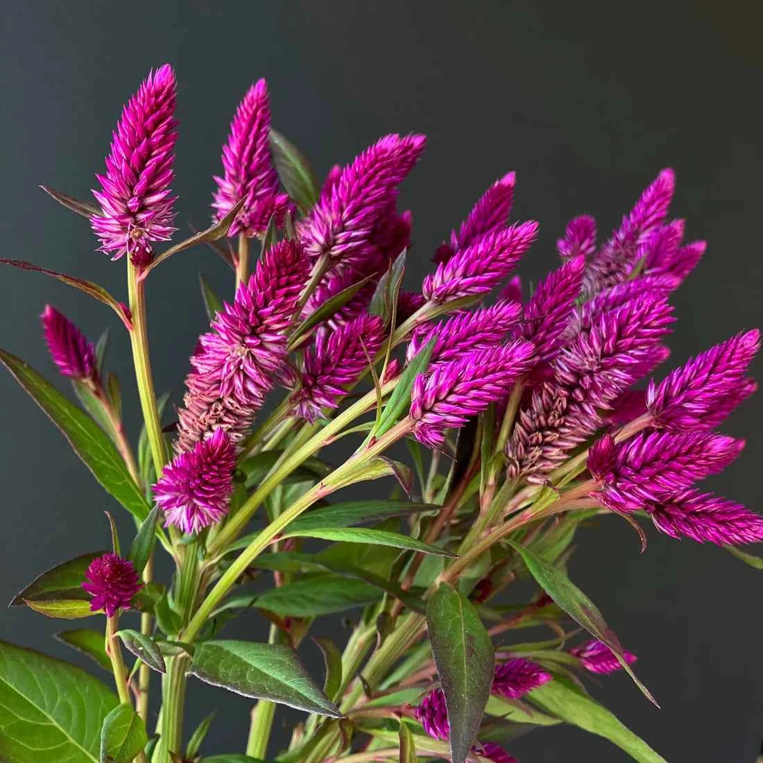 Celosia - Ruby Parfait