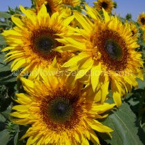 Seeds:‎ Sunflower - Starburst Panache