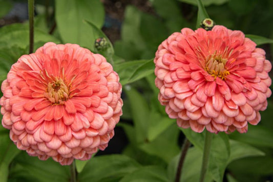 Seeds: Zinnia - Salmon Queen (Eldorado) - Sugar Moon Gardens