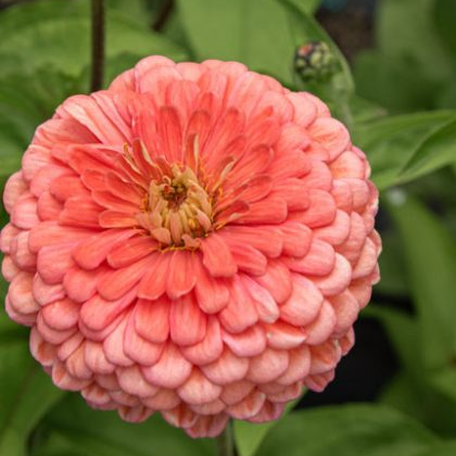 Seeds: Zinnia - Salmon Queen (Eldorado)