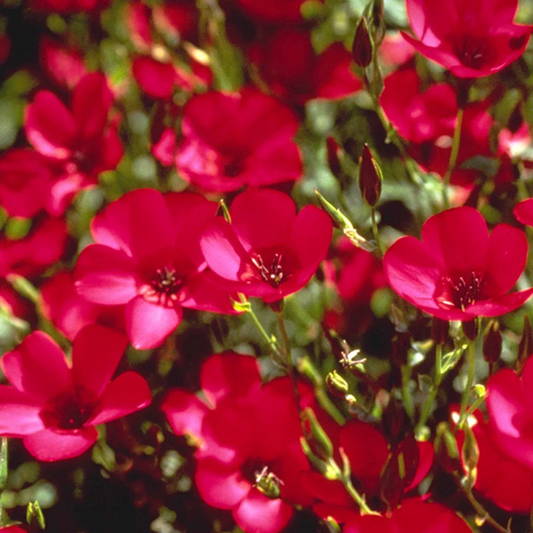 Seeds:‎ Flax - Scarlet - Sugar Moon Gardens