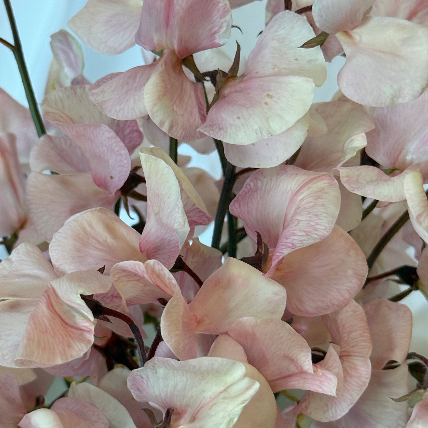 Sweet Peas Shell Pink - Sugar Moon Gardens