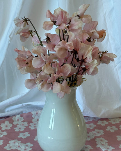 Sweet Peas Shell Pink - Sugar Moon Gardens