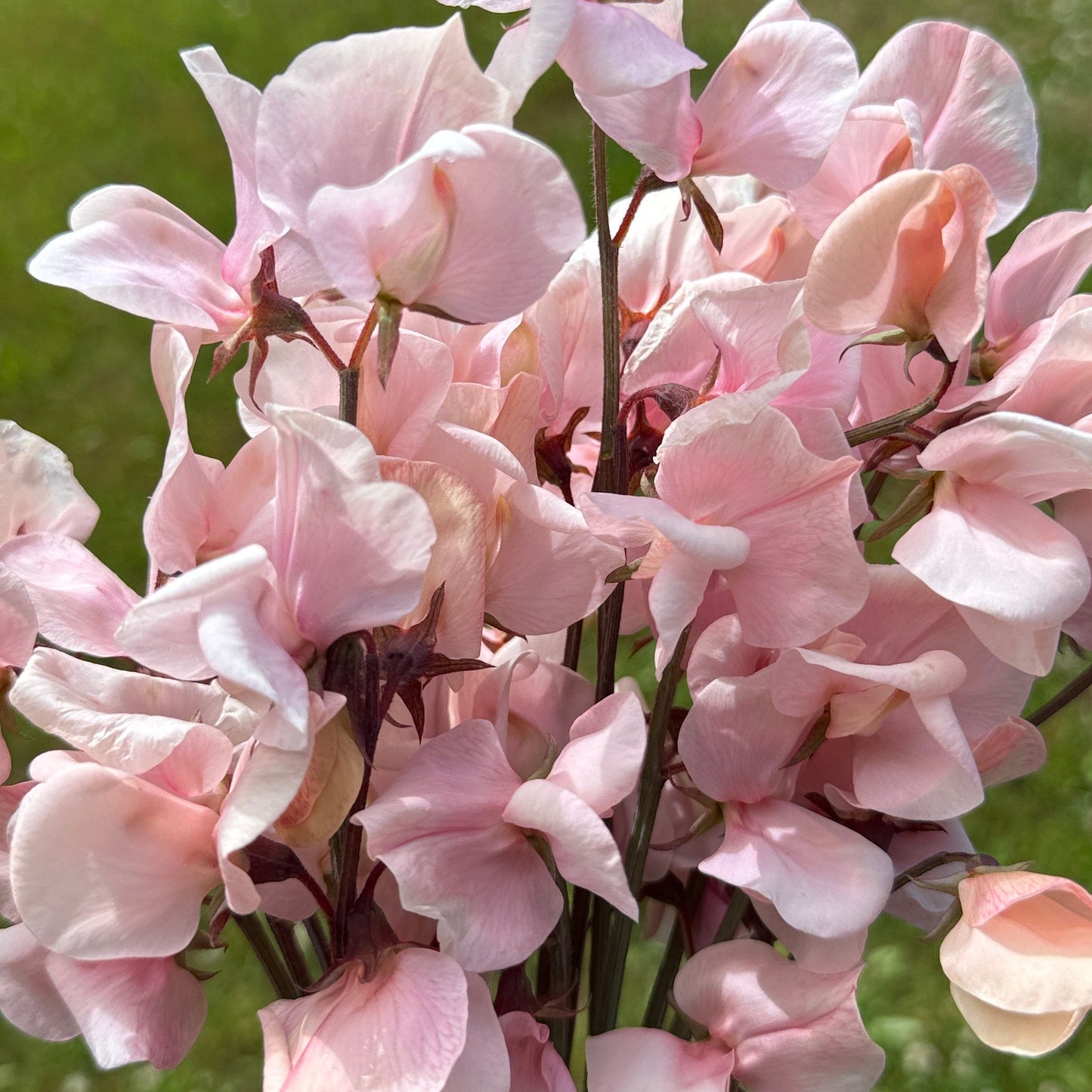 Sweet Peas Shell Pink - Sugar Moon Gardens