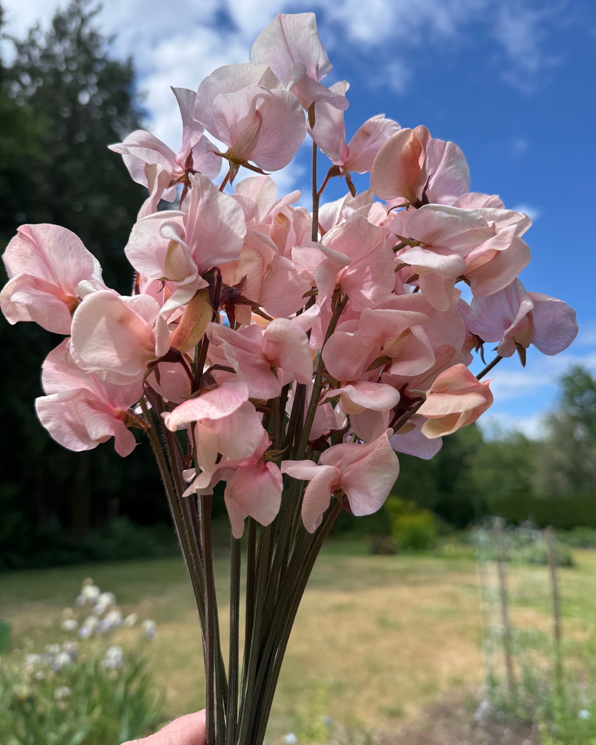 Sweet Peas Shell Pink - Sugar Moon Gardens