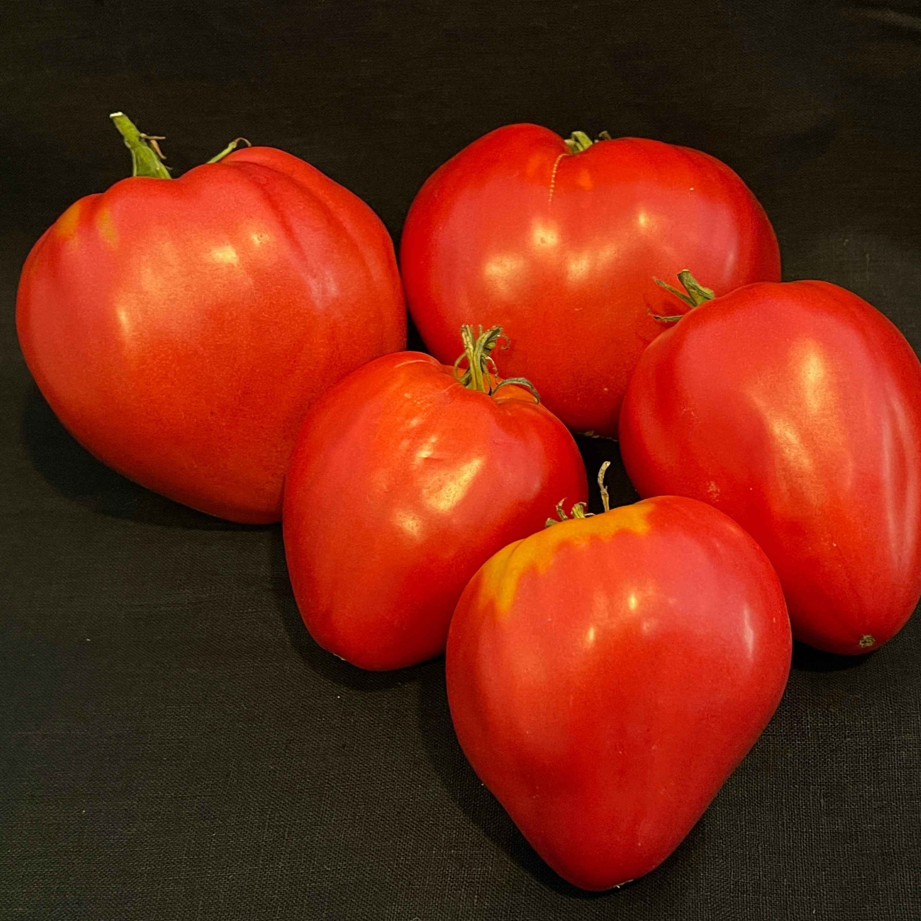 Veg Plant: Tomato - Tried & True collection