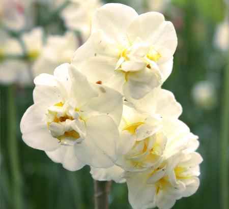 Daffodil bulb: Sir Winston Churchill
